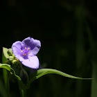 Ohio Spiderwort