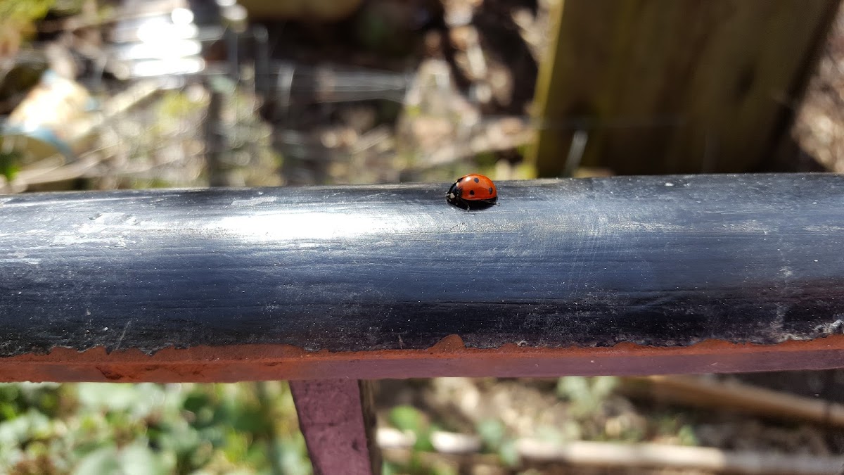 Seven-Spotted Ladybug