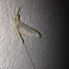 Common Burrower Mayfly