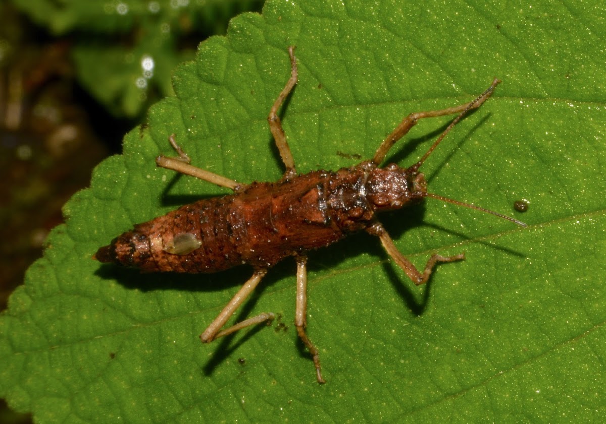 Stick Insect, Phasmid