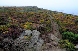 South West Coast Path by David JC -   ( southwest, britain, gorse, cornwall, rural, calluna vulgaris, heather, hillwalking, summer, heath, rock, rustic, path, bracken, uk, walking, footpath, england, coastline, natural, nature, countryside, moorland, south west coast path, hiking, leaf, west country, grassland, flower, stone, coast, moor, plant, pteridium, ulex, wild, landscape )