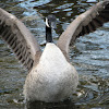 Canada Goose