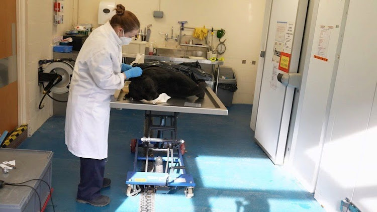 Chester Zoo vet Gabby Drake prepares to take tissue from a dead jaguar for the biobank