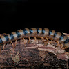 Red-headed Centipede