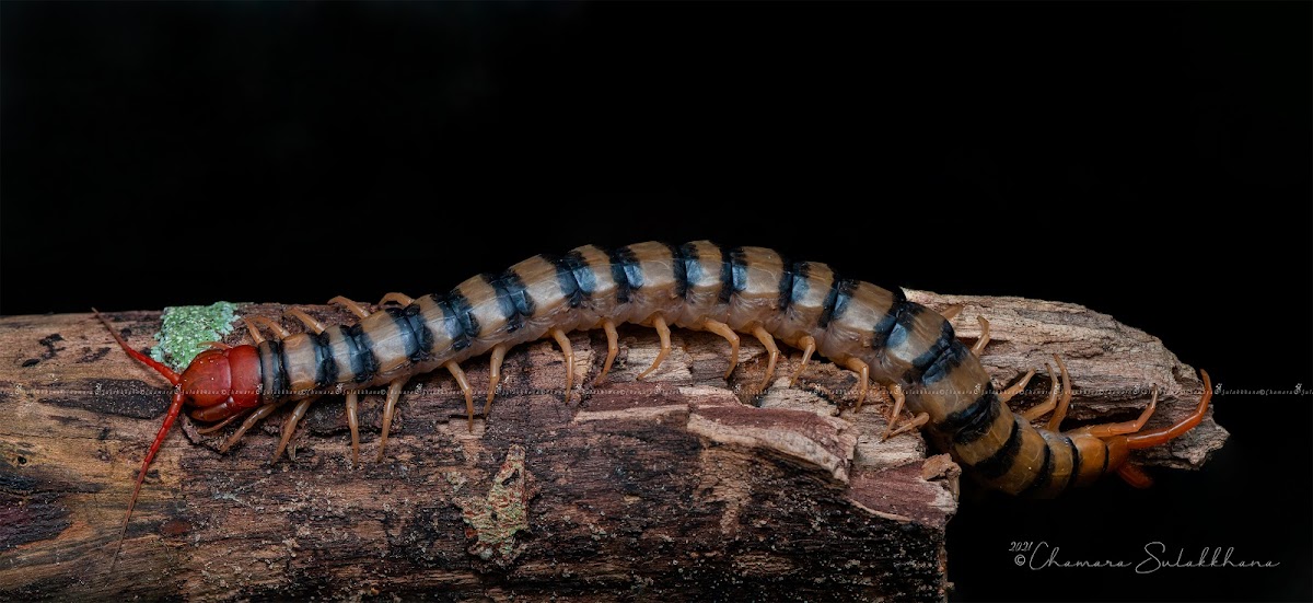 Red-headed Centipede