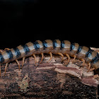 Red-headed Centipede