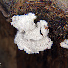 Split Gill Fungus