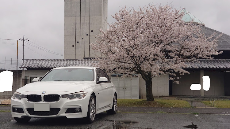 320d M Sportのサクラと愛車・桜とコラボ・桜に関するカスタム事例の投稿画像1枚目