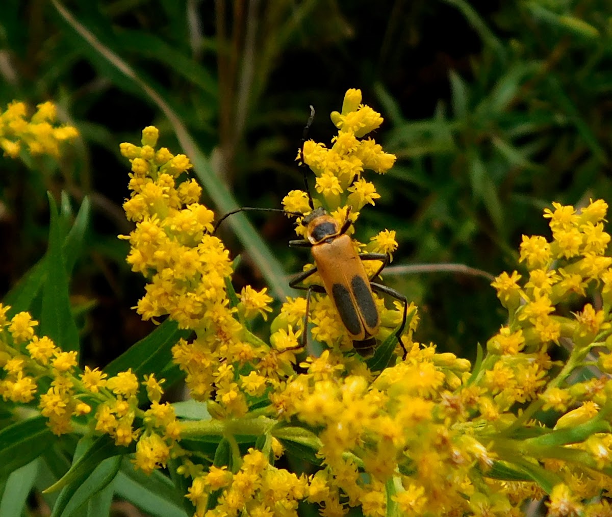 Soldier Beetle