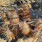 Engelmann's hedgehog cactus