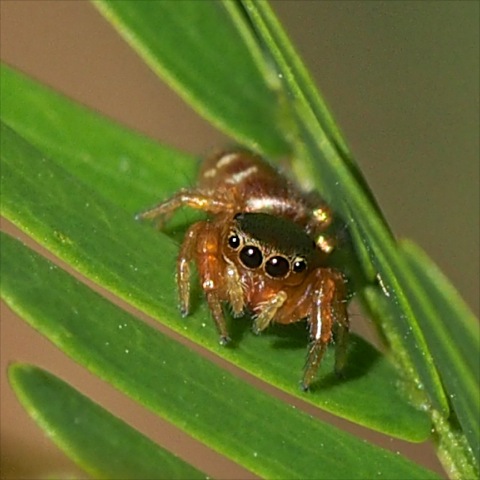 Vegetarian Spider, Bagheera kiplingi