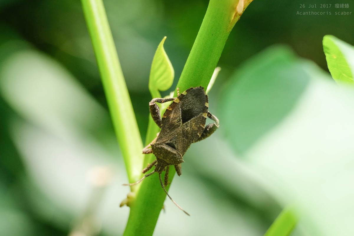 Acanthocoris scaber 瘤緣蝽