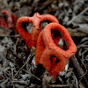 Column stinkhorn