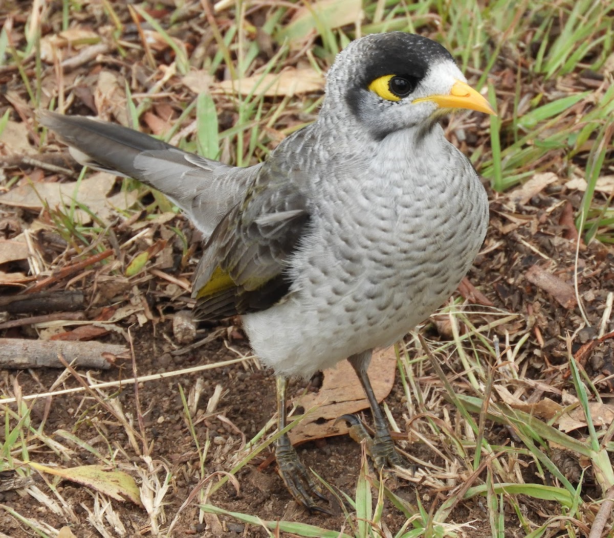 Noisy Miner