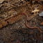 Pine Woods Snake