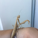 California Mantis