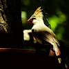 Northern Cardinal