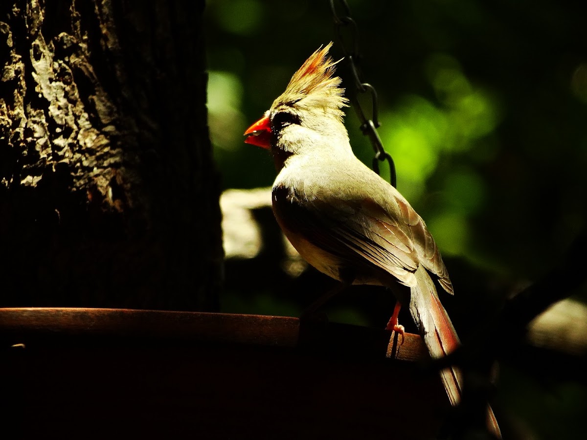 Northern Cardinal