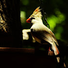 Northern Cardinal