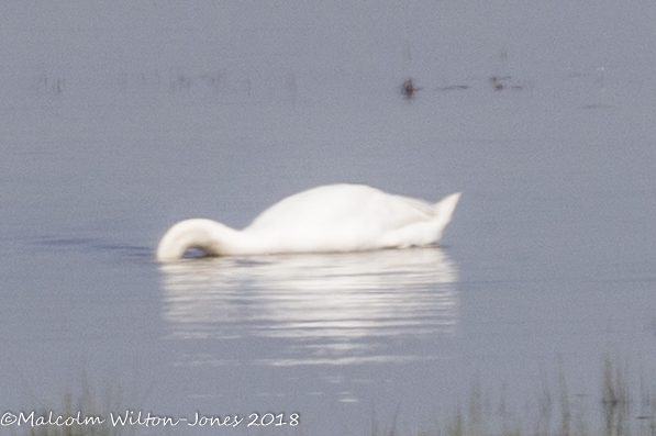 Mute Swan