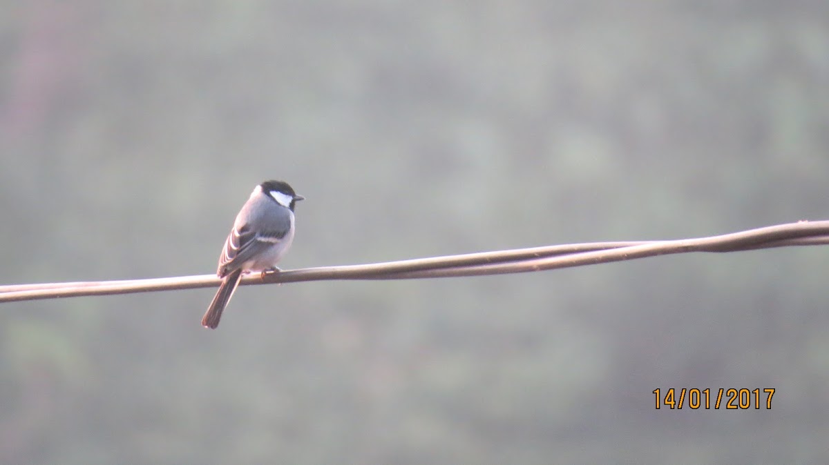 Cinereous Tit