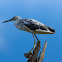 Juvenile Little Blue Heron