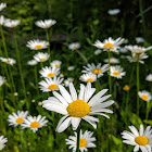 Oxeye Daisy