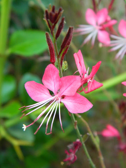 Lindheimer's beeblossom | Project Noah