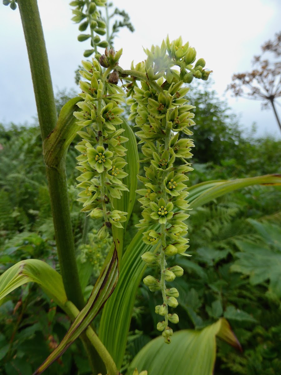 Green False Hellebore