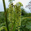 Green False Hellebore