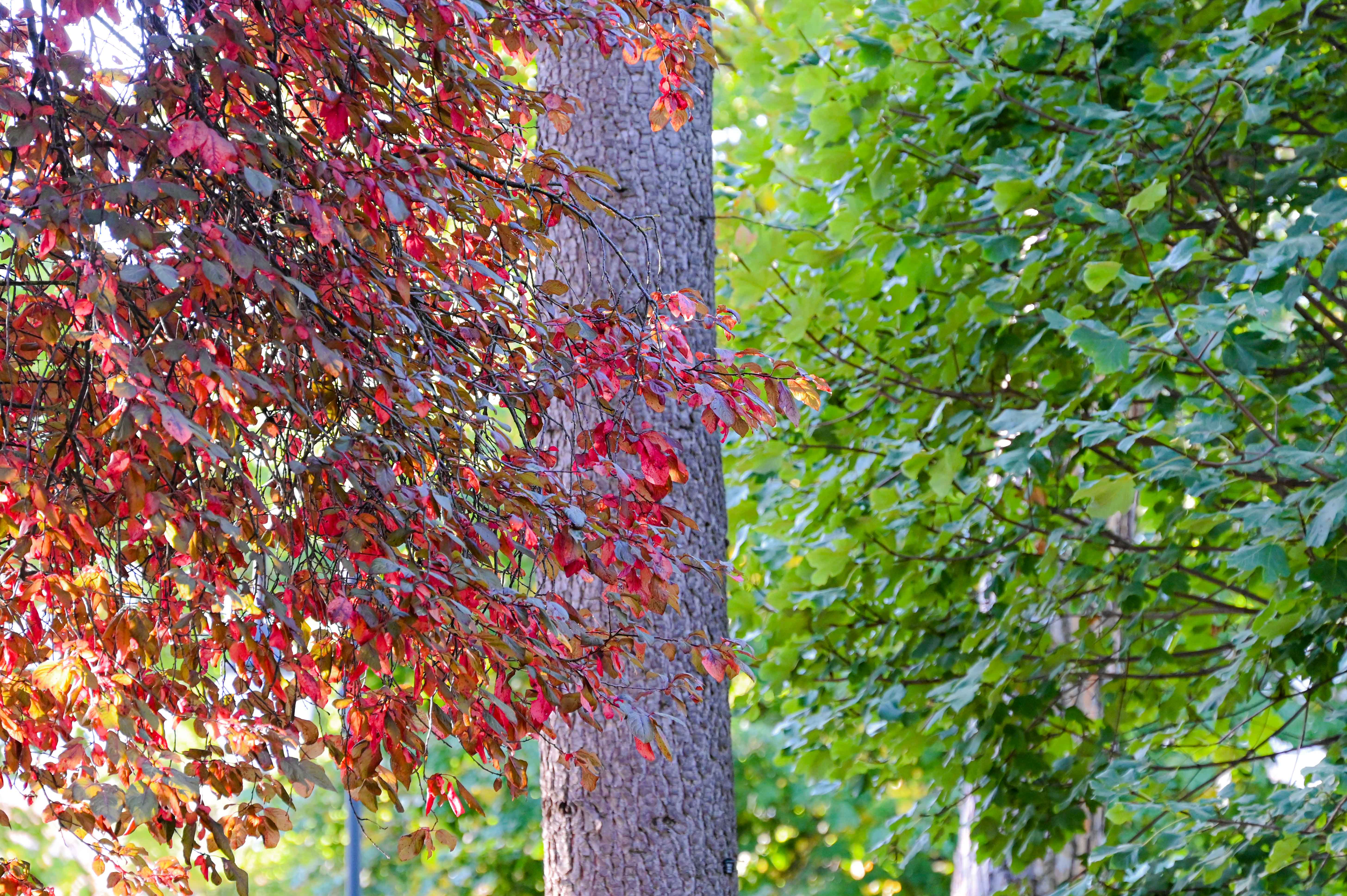 Uno strano autunno  di Danivale