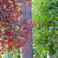 Uno strano autunno  di 