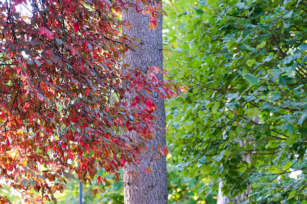 Uno strano autunno  di Danivale