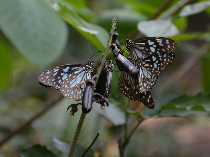 Blue Tiger