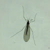 Winter crane fly