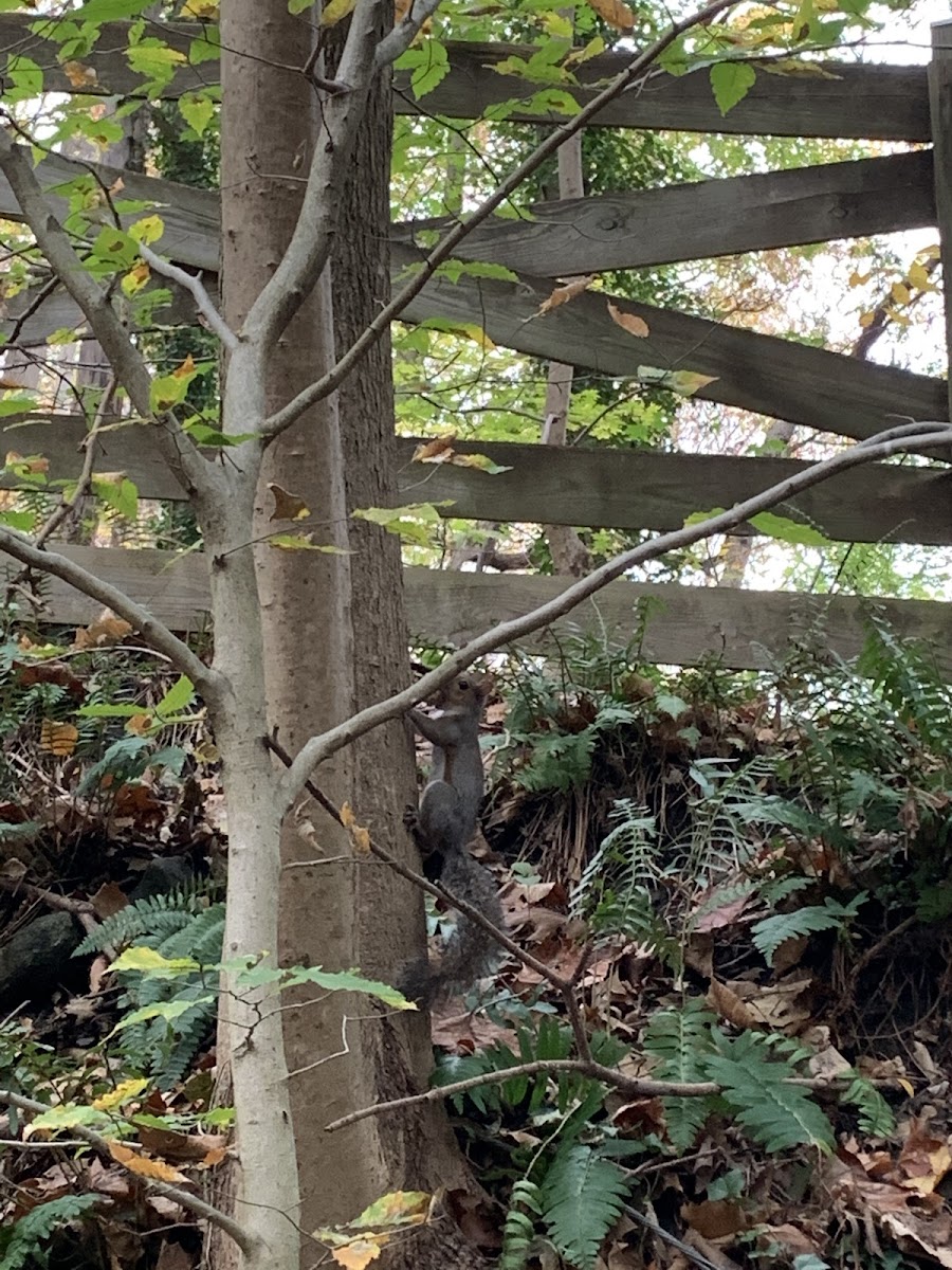 Grey Squirrel