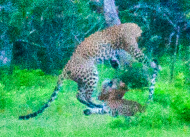 Sri Lankan Leopard (mother & cubs playing)