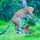 Sri Lankan Leopard (mother & cubs playing)