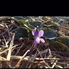 Arrow leaved violet