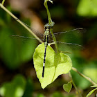 Slender Skimmer