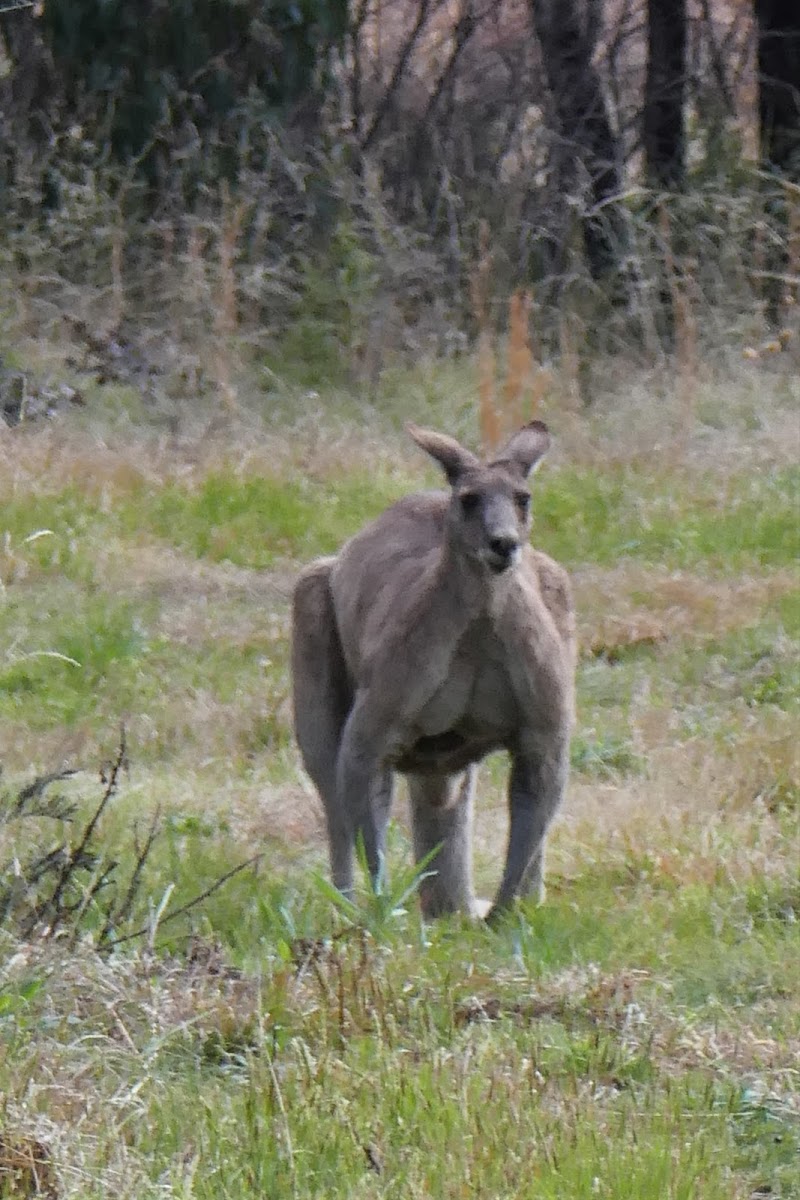 Eastern Grey Kangaroo (male)