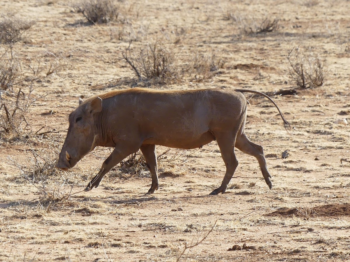 Warthog