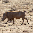 Warthog