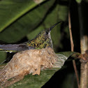 Colibrí