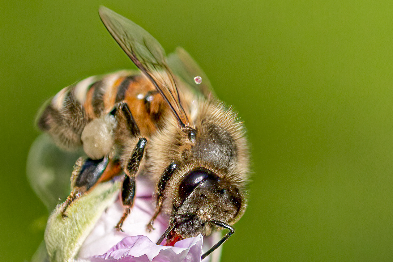 L'anello piu' importante della catena alimentare di pierce