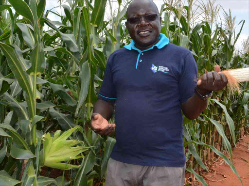 Eng Henry Ochere from the National Irrigation Board expalins about the four varieties at Galana-Kulalu irrigation project.