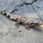 Smooth-fronted Caiman