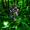 Lesser Purple Fringed Orchid