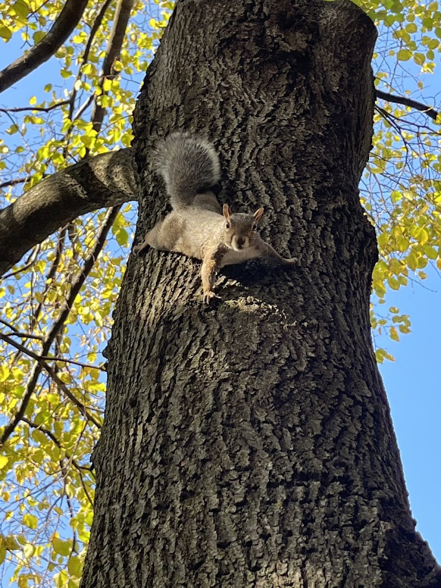 Eastern Gray Squirrel