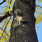 Eastern Gray Squirrel